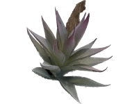 Roślina AGAWA S grubosz kaktus 8cm G3